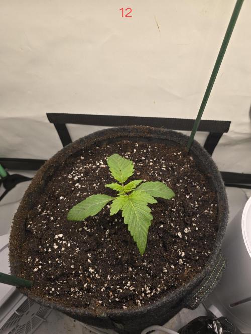 Citrus slurp. Week 2