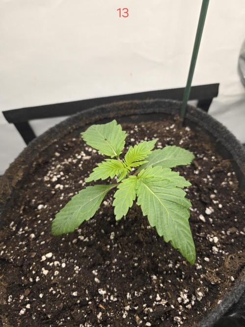 Citrus slurp. Week 2