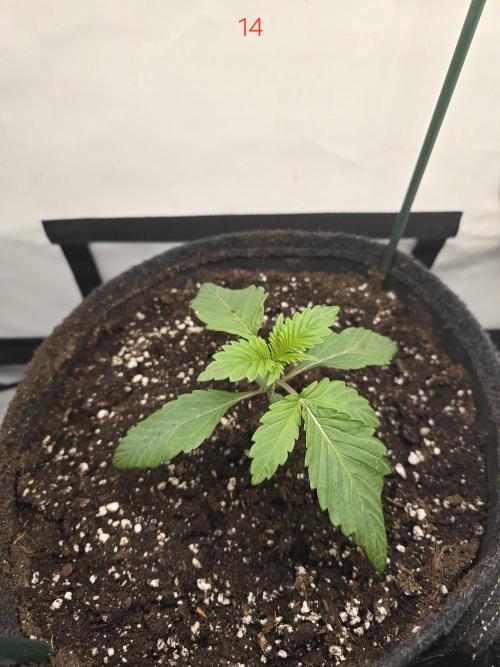 Citrus slurp. Week 2