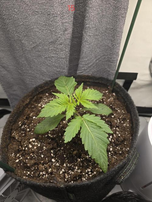 Citrus slurp. Week 3