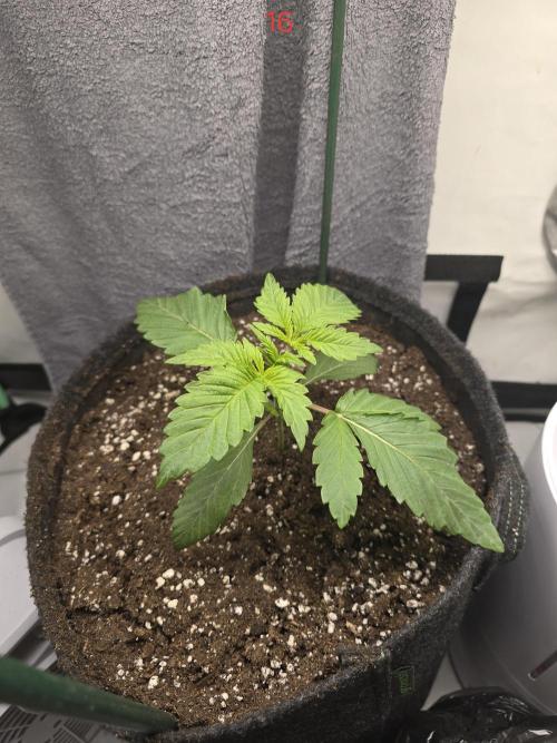 Citrus slurp. Week 3