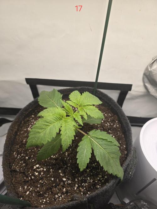 Citrus slurp. Week 3