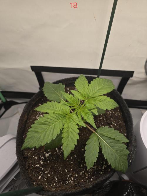 Citrus slurp. Week 3