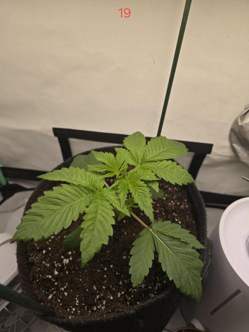 Citrus slurp. Week 3