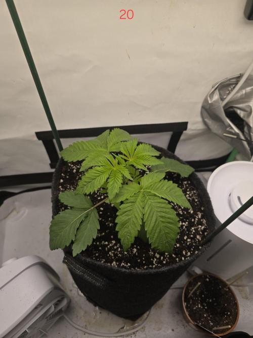 Citrus slurp. Week 3