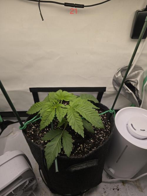 Citrus slurp. Week 3