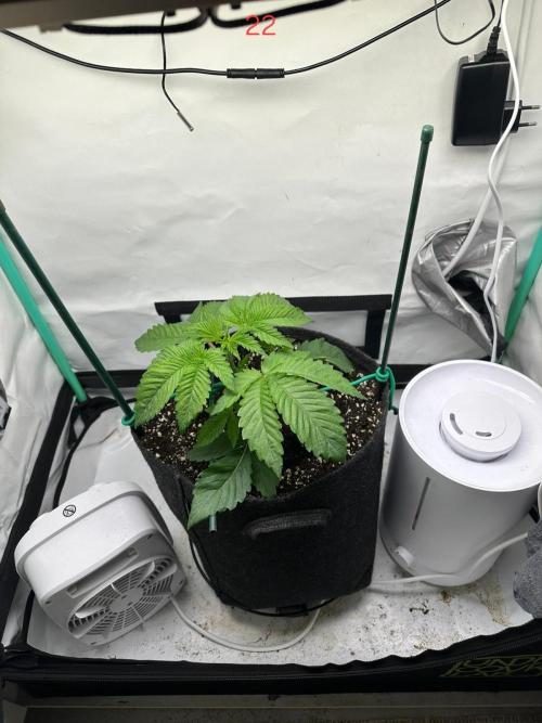 Citrus slurp. Week 4