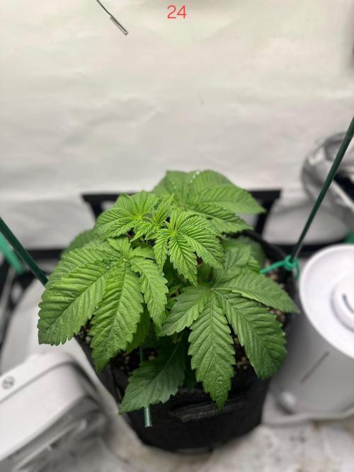 Citrus slurp. Week 4