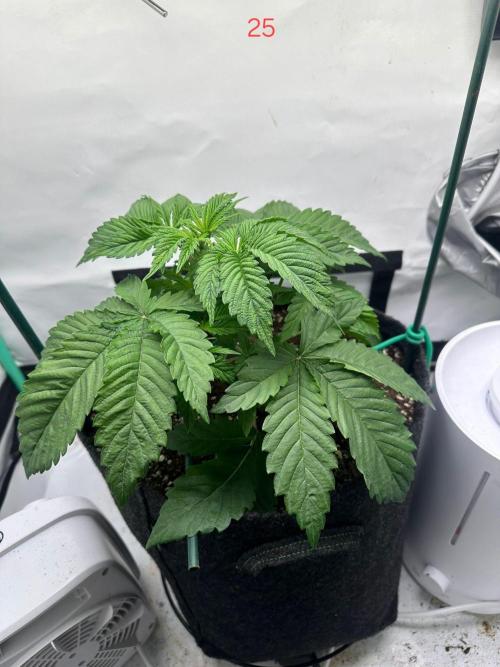 Citrus slurp. Week 4