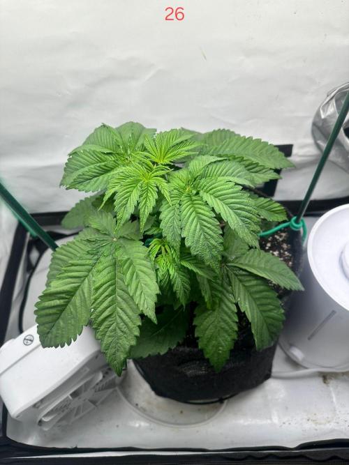 Citrus slurp. Week 4