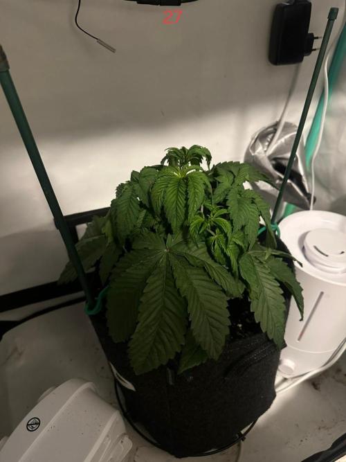 Citrus slurp. Week 4