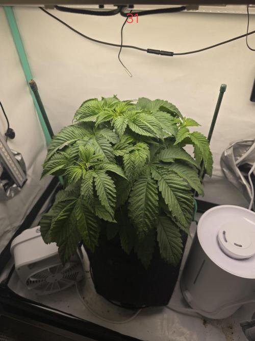 Citrus slurp. Week 5