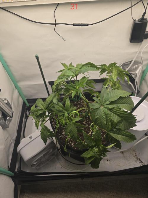 Citrus slurp. Week 5