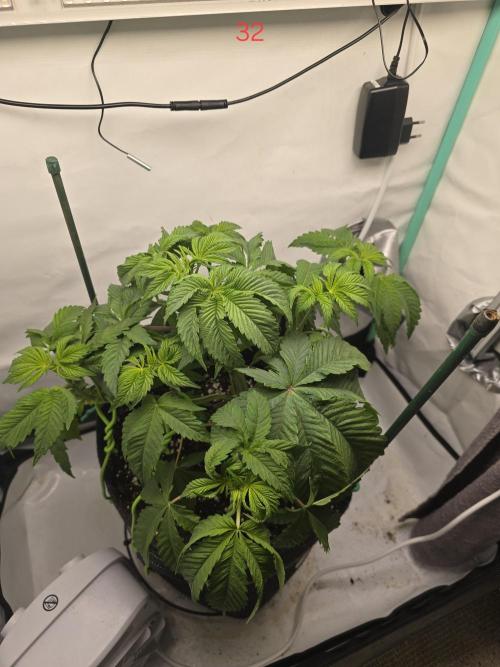 Citrus slurp. Week 5