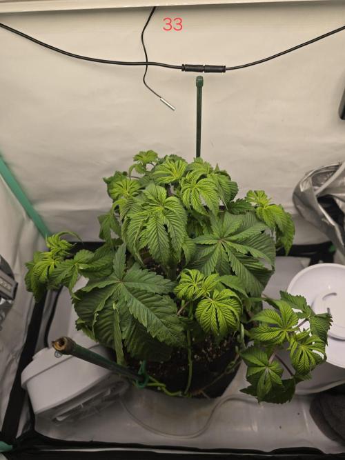 Citrus slurp. Week 5