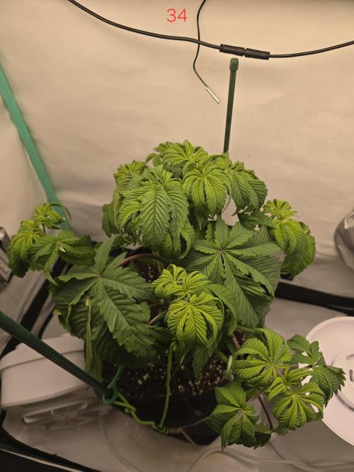 Citrus slurp. Week 5