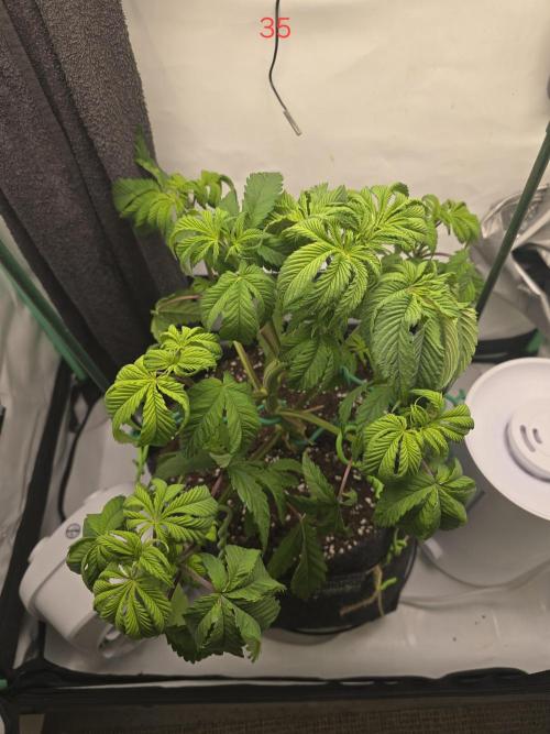 Citrus slurp. Week 5