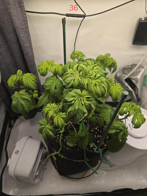 Citrus slurp. Week 6