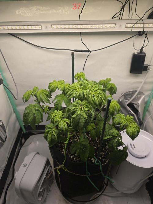 Citrus slurp. Week 6