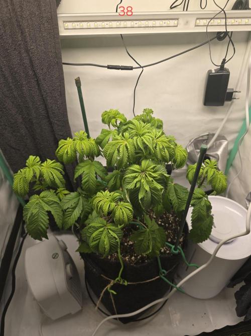 Citrus slurp. Week 6