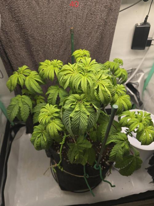 Citrus slurp. Week 6