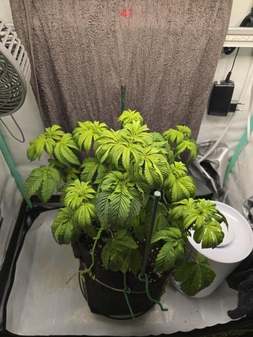 Citrus slurp. Week 6