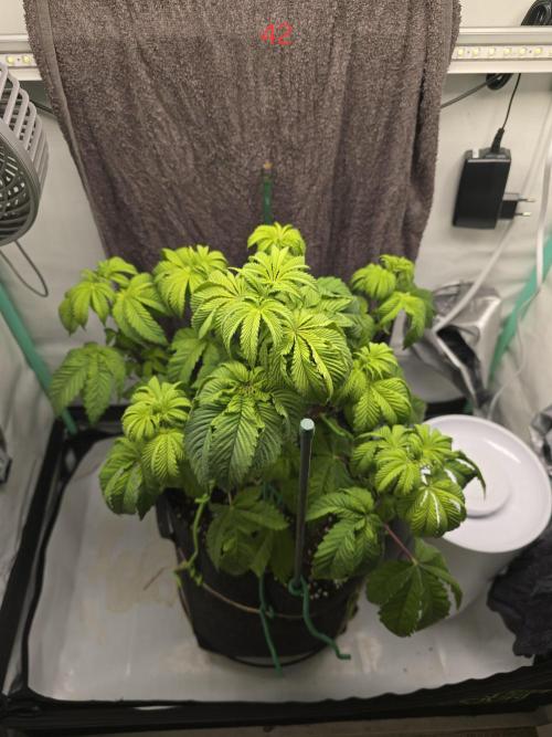 Citrus slurp. Week 6