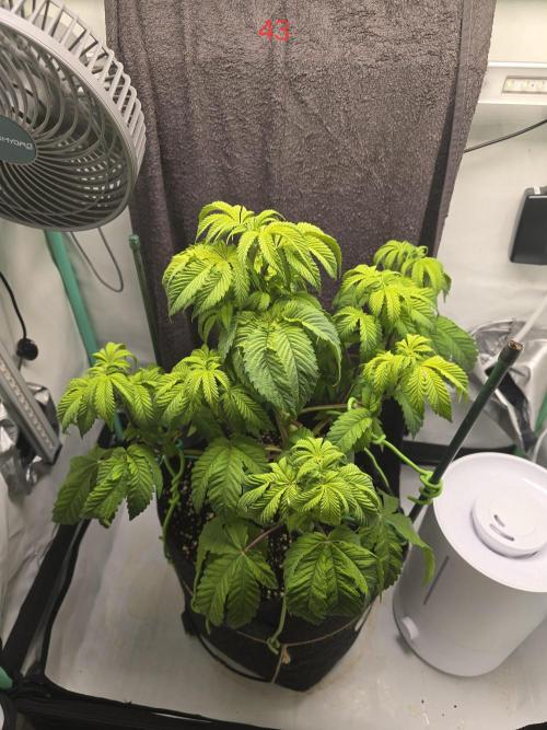 Citrus slurp. Week 7