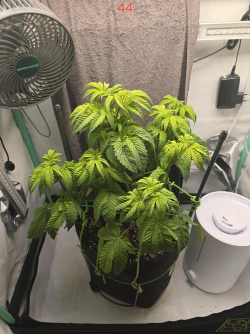 Citrus slurp. Week 7