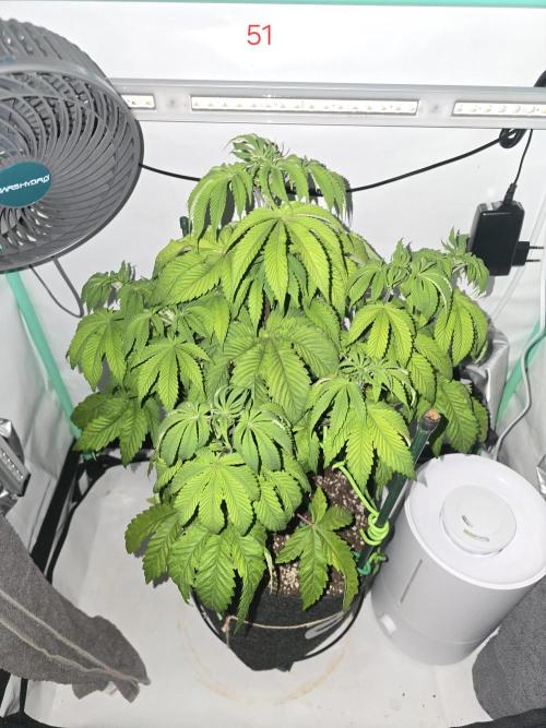 Citrus slurp. Week 8