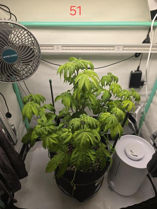 Citrus slurp. Week 8