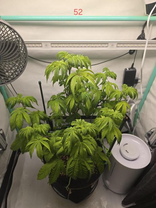 Citrus slurp. Week 8