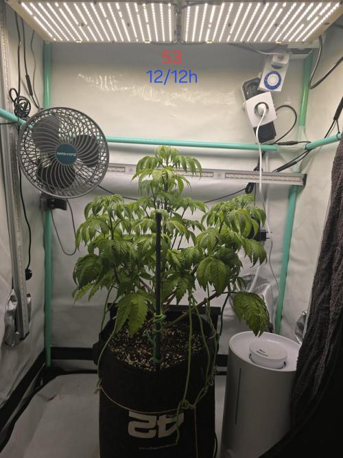 Citrus slurp. Week 8