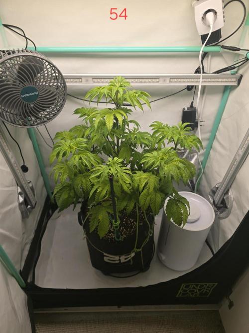 Citrus slurp. Week 8