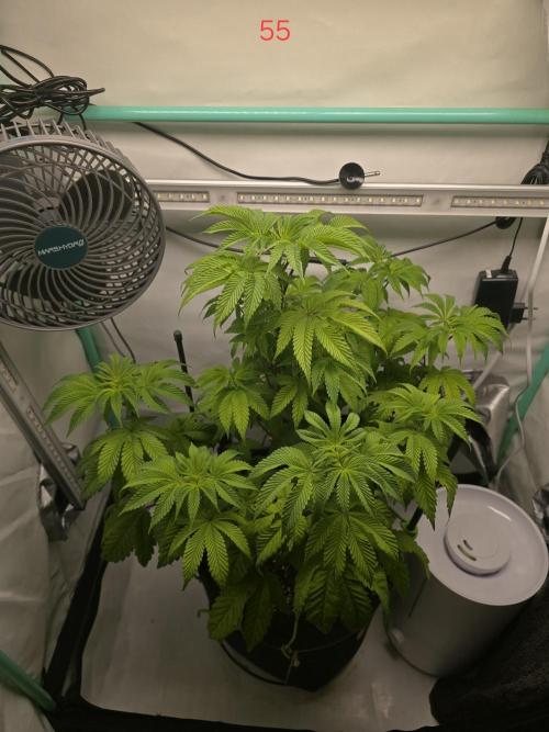 Citrus slurp. Week 8