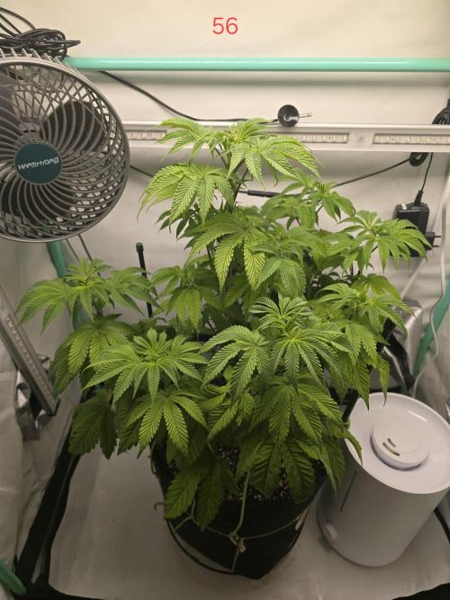 Citrus slurp. Week 8