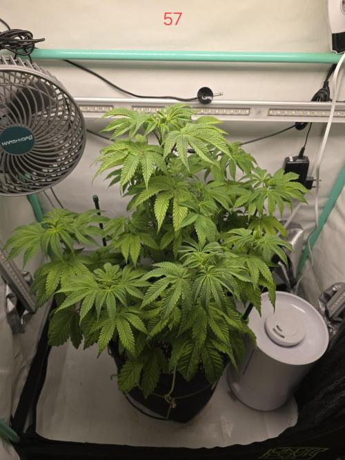 Citrus slurp. Week 9