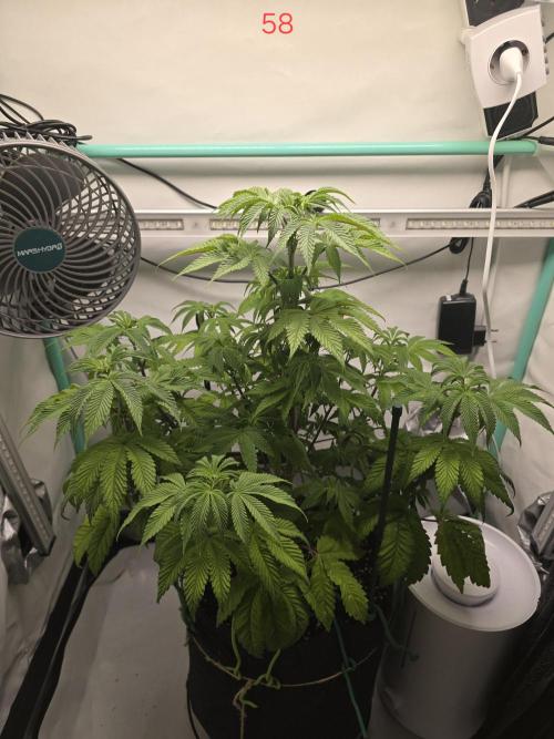 Citrus slurp. Week 9