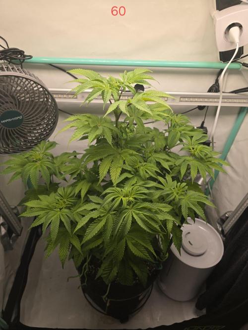 Citrus slurp. Week 9