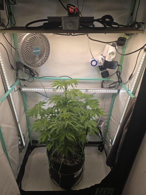 Citrus slurp. Week 9