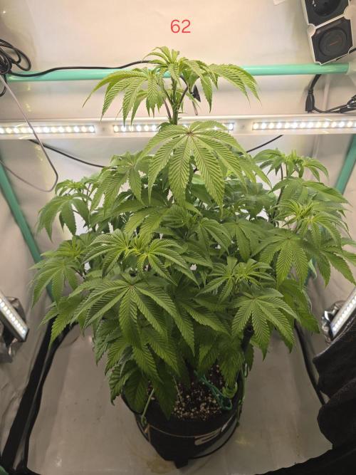 Citrus slurp. Week 9