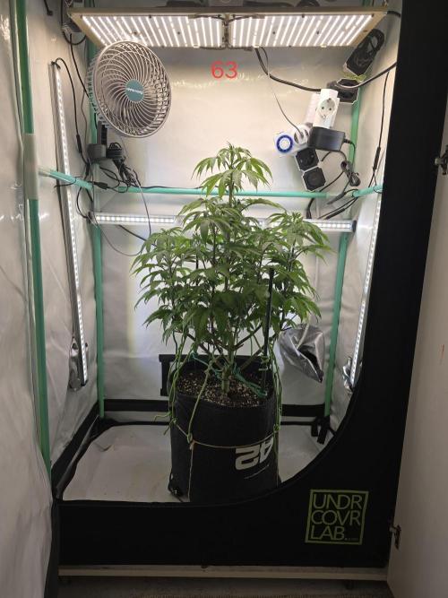 Citrus slurp. Week 9