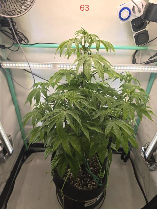 Citrus slurp. Week 9