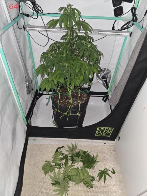 Citrus slurp. Week 10