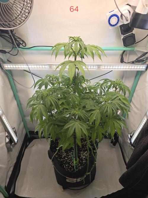 Citrus slurp. Week 10