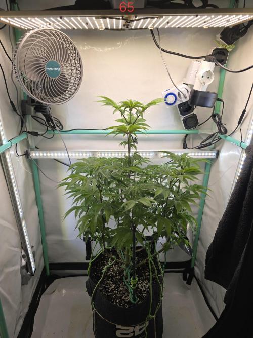 Citrus slurp. Week 10