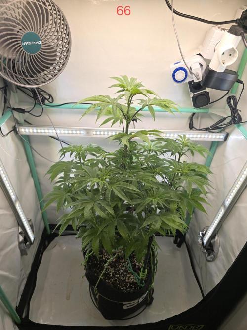 Citrus slurp. Week 10