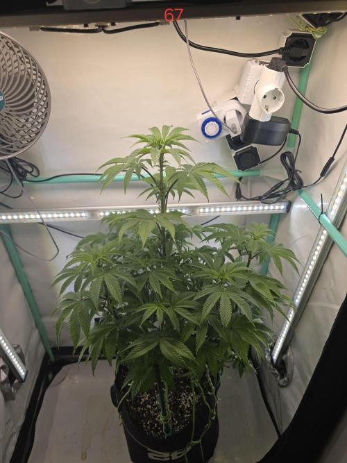 Citrus slurp. Week 10