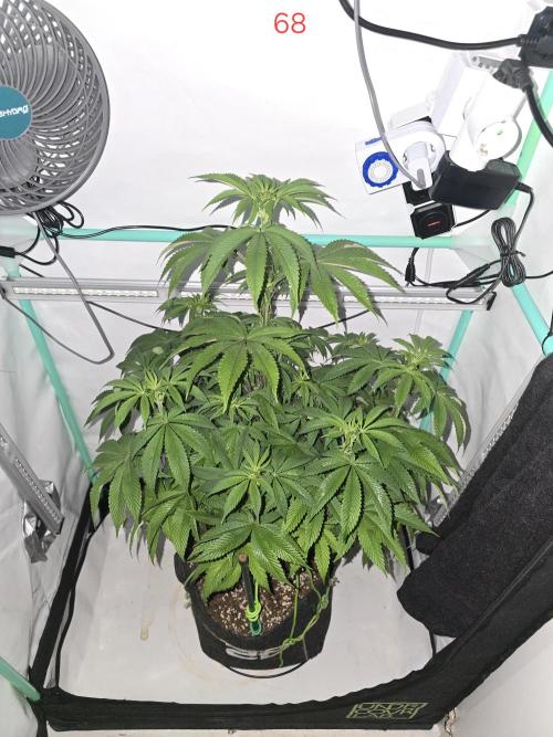 Citrus slurp. Week 10