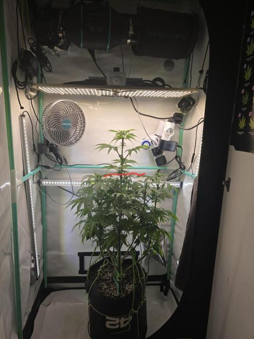 Citrus slurp. Week 10